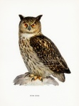 Owl vintage art vechi