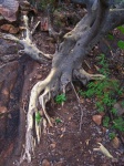 Exposed Roots Of Large-leaved Fig
