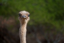 Rosto e pescoço comprido de avestruz
