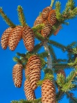 Fir cones on a tree