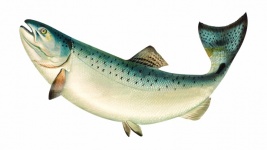 Fish salmon vintage poster