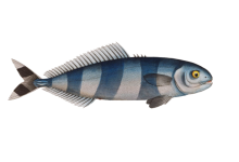 Fish Mackerel Vintage Clipart
