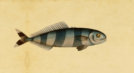 Fish Mackerel Vintage Print
