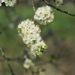 Japonské třešňové květy
