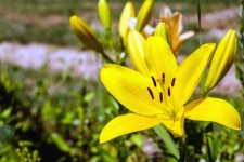 Floare galbenă