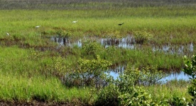 Florida Marshland Wildlife