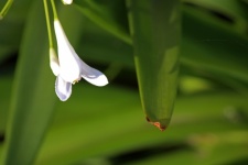 Flower bud on white agapanthus