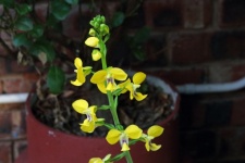 Flowering yellow orchid