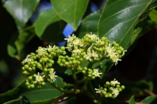 Flowers and buds on japanese raisin