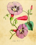 Flowers On Antique Paper