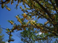 Flowers On Sweet Thorn Tree