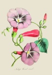 Flowers Vintage Illustration