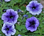 Four Blue Petunias Close-up