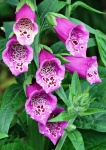 Foxglove Flowers