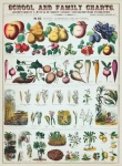 Verduras frutas frutas vintage