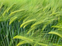 Campo de centeio e trigo de cevada