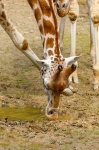 Bebendo girafa