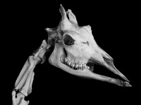 Giraf schedel