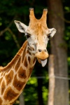 żyrafa wystający język