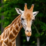 Giraffa che attacca fuori la lingua