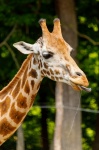 žirafa trčí jazyk