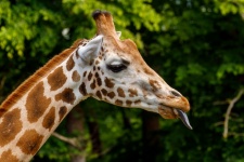 Girafe qui sort la langue