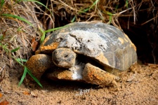 Fundal de broască țestoasă