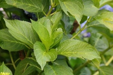 Frunziș verde al unui arbust hortensie