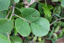 Zelené listy rostliny fazole