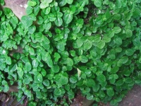 Green ground cover