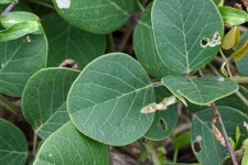 Green leaves of beach bean plant
