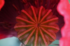 Green seed pod inside a red poppy