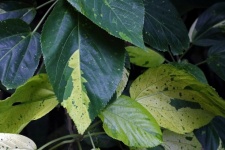 Green variegated leaves on a plant