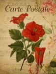 Hibiscus Rosa Vinage Briefkaart