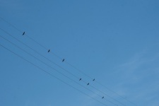 Zwaluwen in de lucht