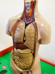 人間の臓器の胴体