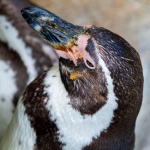 Pinguin humboldt