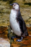 Pinguin humboldt