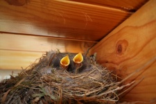 Hongerige babyvogels