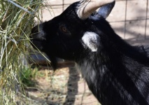 Black goat