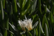 Ice Plant Flower Closeup