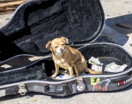 Hond in gitaarkoffer