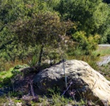 Tree growing between rocks