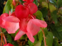 Pink Begonia Flower