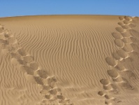 Fußspuren auf der Sanddüne