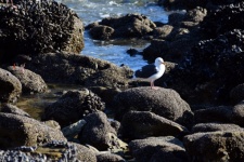 Seagull and oyster catcher