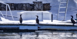 Cormorants in the winter snow