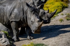 Par de rinocerontes
