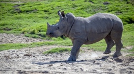 Bebê rinoceronte