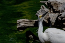 Snowy Egret vzhlédl